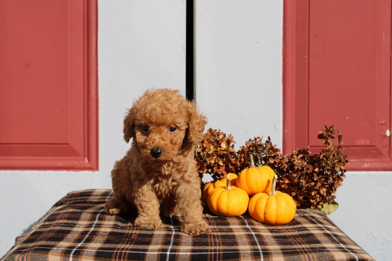 puppy, for, sale, Mini Poodle, Matthew B. Stoltzfus, dog, breeder, Gap, PA, dog-breeder, puppy-for-sale, forsale, nearby, find, puppyfind, locator, puppylocator, aca